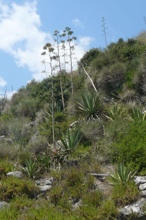 Rund um die Badeplattform Capo dei Greci Taormina Coast Resort Hotel & Spa