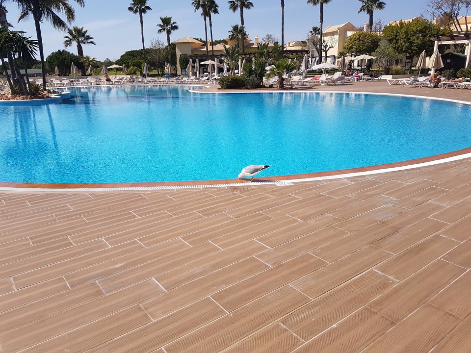 Eine schlaue Möve AP Adriana Beach Resort