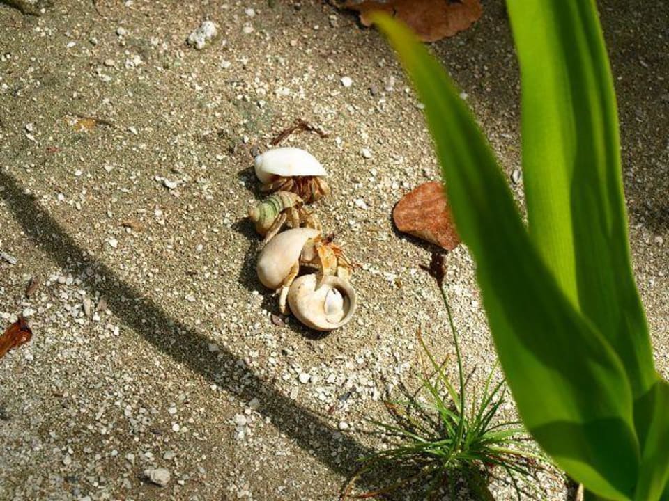 Einsiedler-Krebse Kuredu Island Resort & Spa