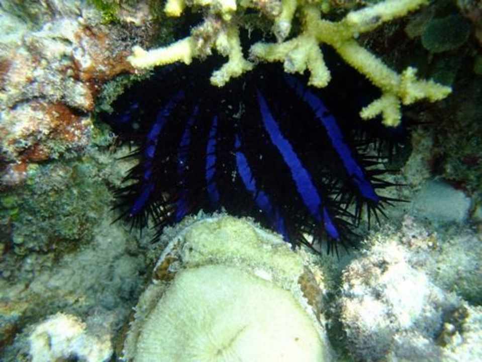 Unterwasser Eri Maldives