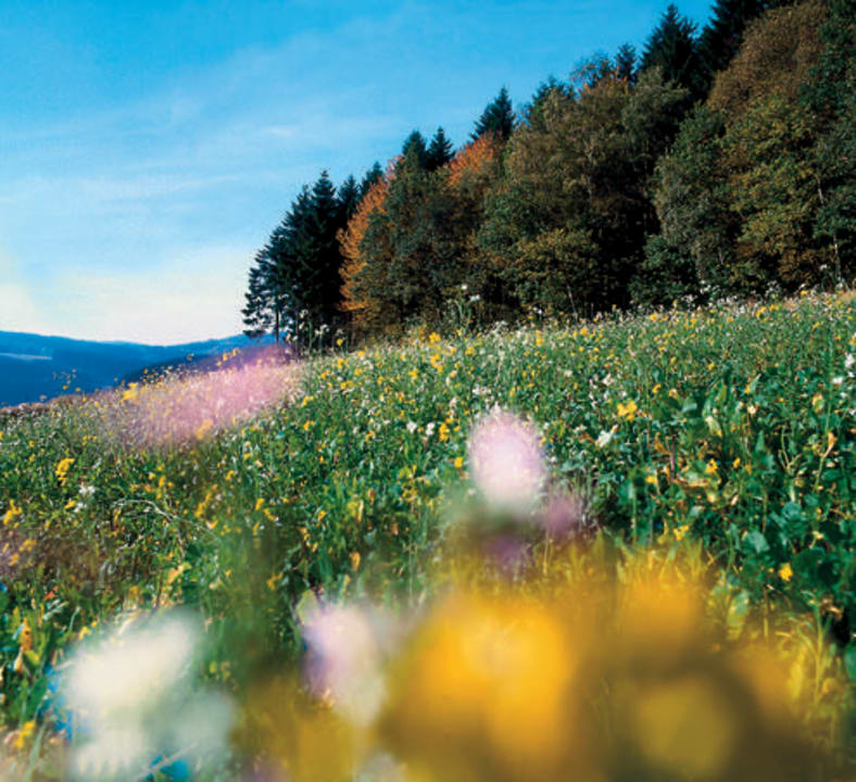 Umgebung Hotel Landhaus Lenneper-Führt