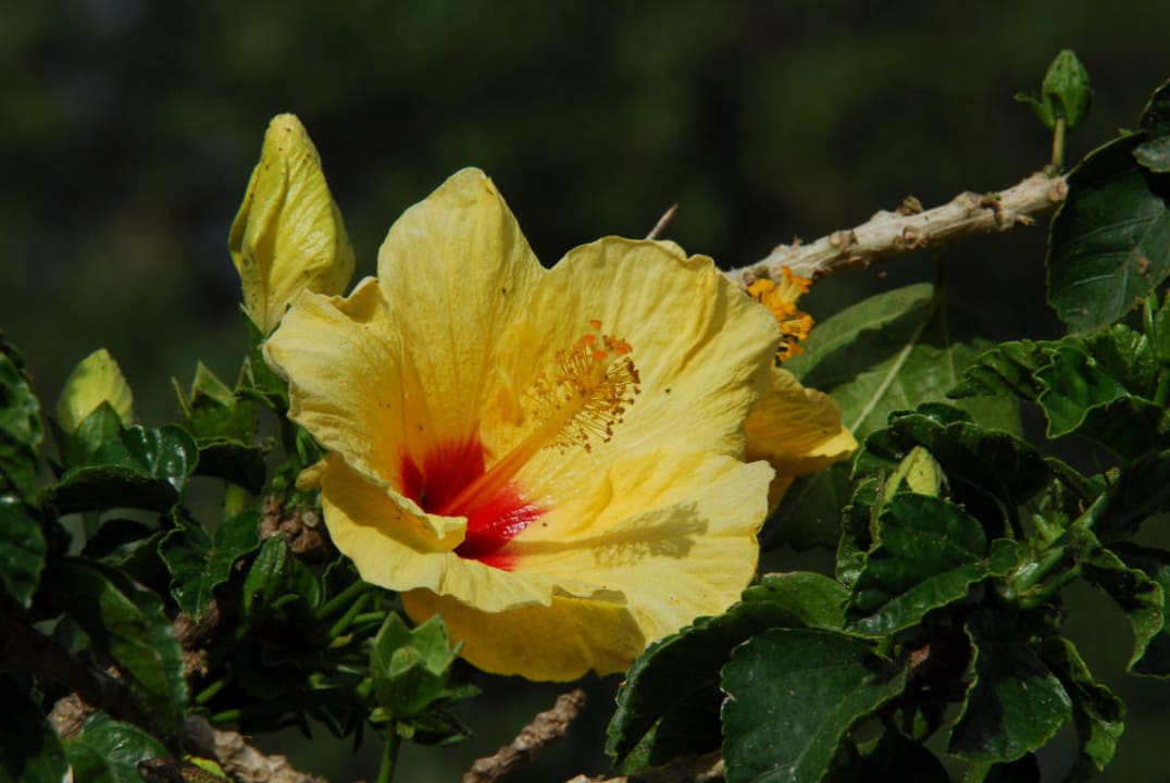 Schöne Hibiskusblute! Agriturismo Villa Luca