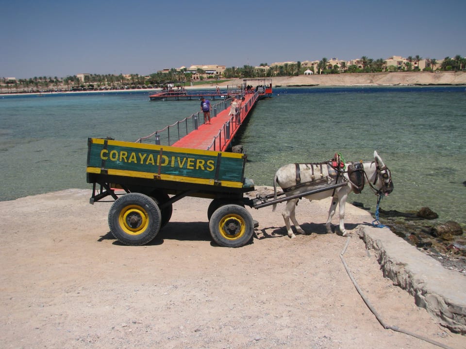 Badesteg bei der Tauchschule Steigenberger Coraya Beach - Adults only