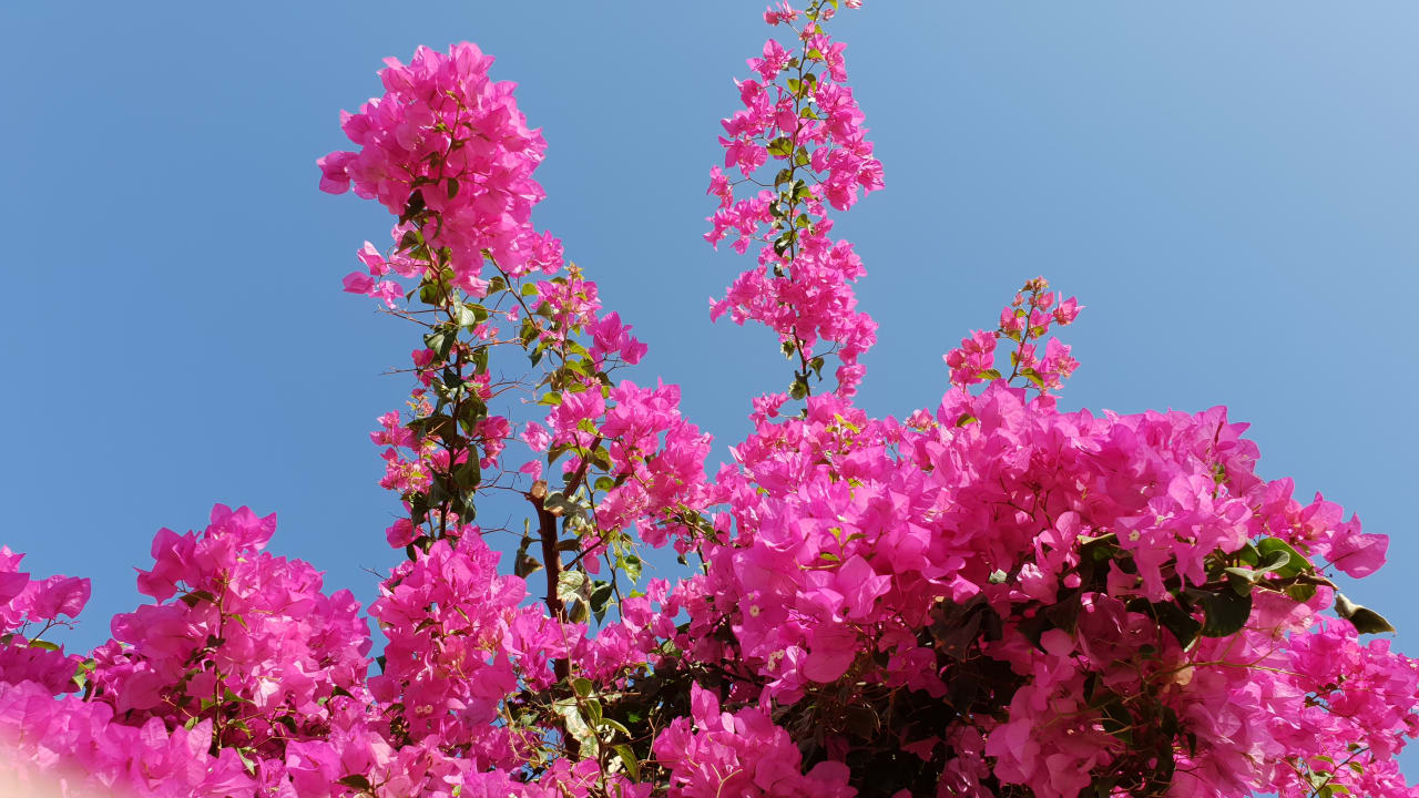 Sonstiges Shams Prestige Abu Soma-Adults Only