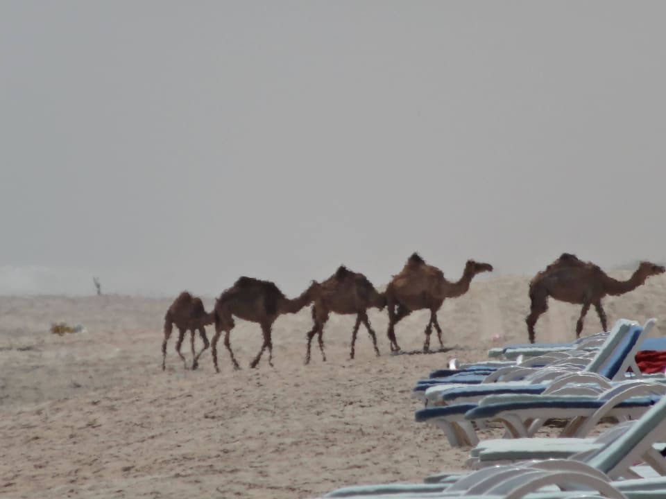 Kamele am Strand :-) Salalah Rotana Resort
