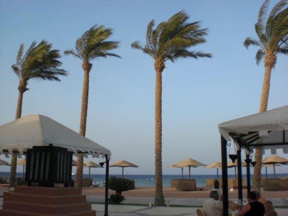 Palmen im Wind Grand Makadi