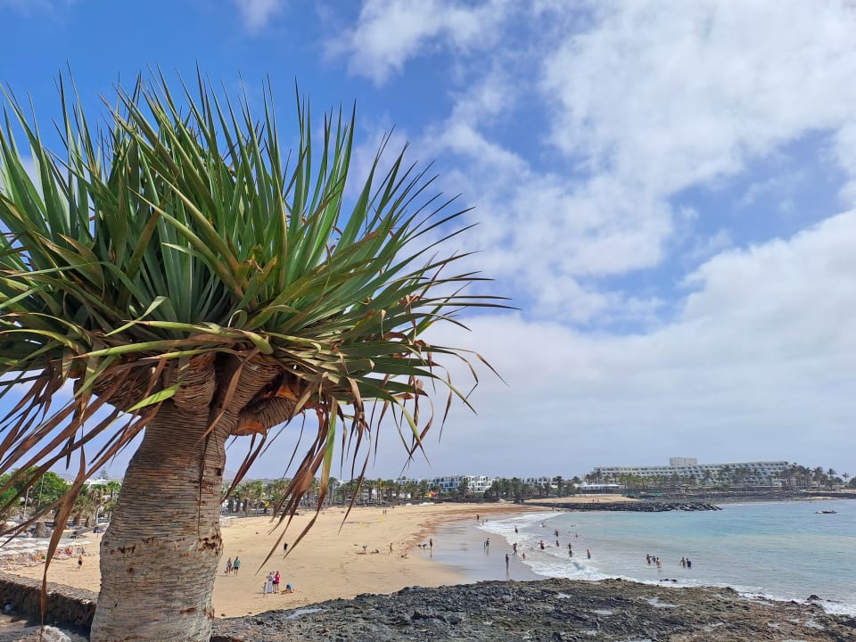 Strand allsun App.-Hotel Albatros