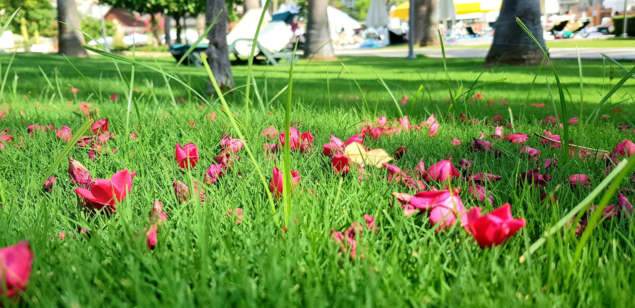 Gartenanlage Arum Barut Collection