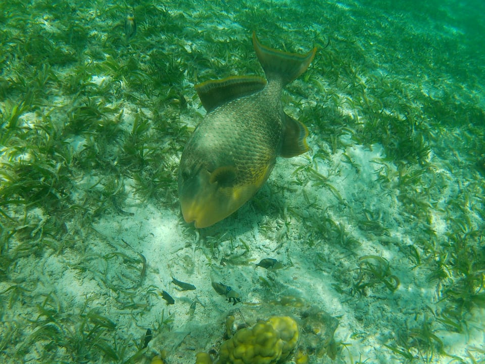 Sport & Freizeit Meeru Maldives Resort Island