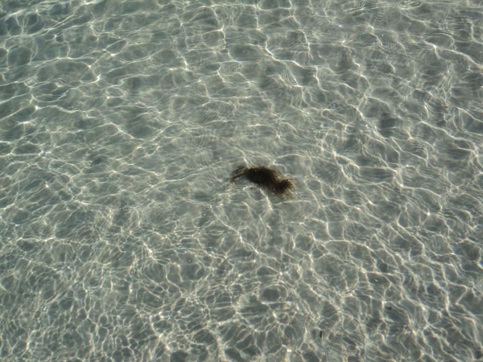 Ganz klares Wasser Sahara Beach Aquapark & Resort