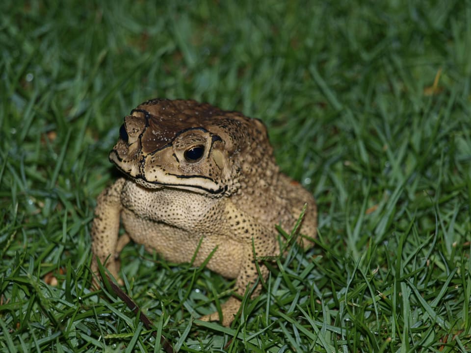 Abendlicher Besuch auf der Terrasse Four Seasons The Nam Hai, Hoi An, Vietnam
