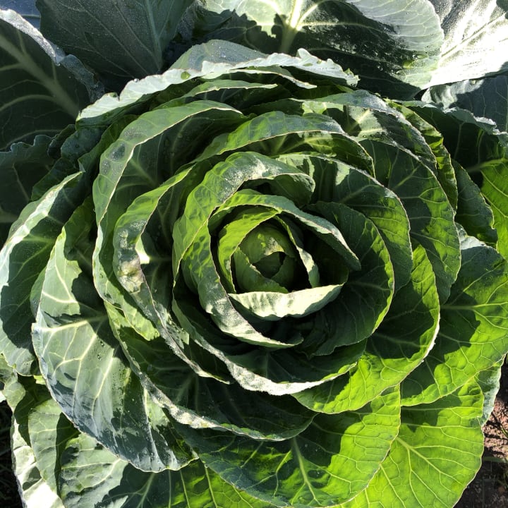 Gartenanlage Acrotel Sofia's Guesthouse