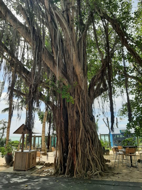 Gartenanlage Lagoon Attitude - Adults only