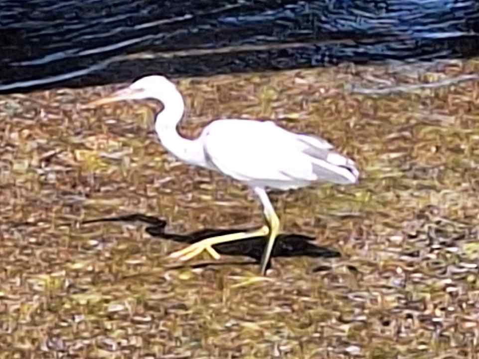 Sonstiges JAZ Neo Reef Marsa