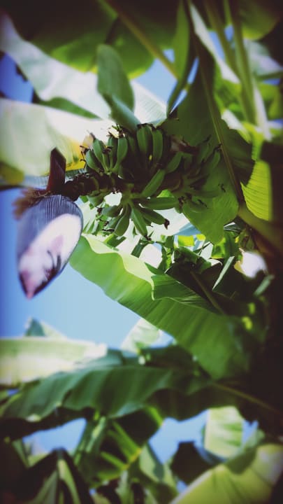 Gartenanlage Siam Elegance Hotels & Spa