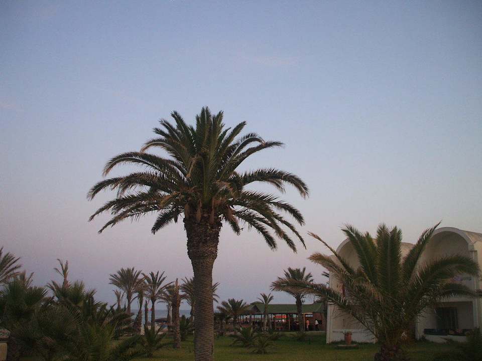 Palme Dar Khayam
