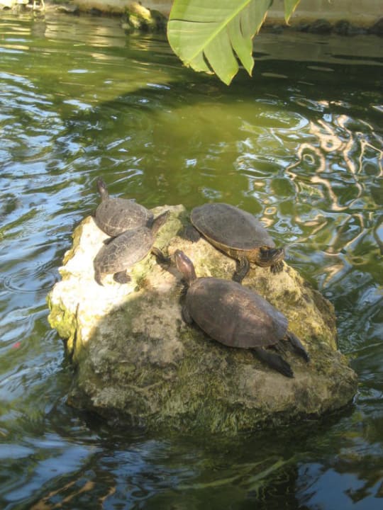 Schildkröten im Teich vor der Rezeption Hotel Grand Palladium Palace Resort, Spa & Casino