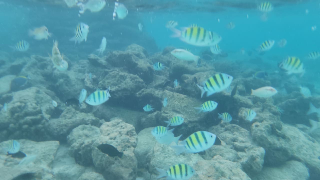 Sport & Freizeit Centara Ras Fushi Resort & Spa Maldives