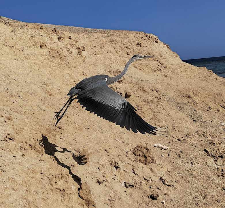 Außenansicht Novotel Marsa Alam Beach Resort