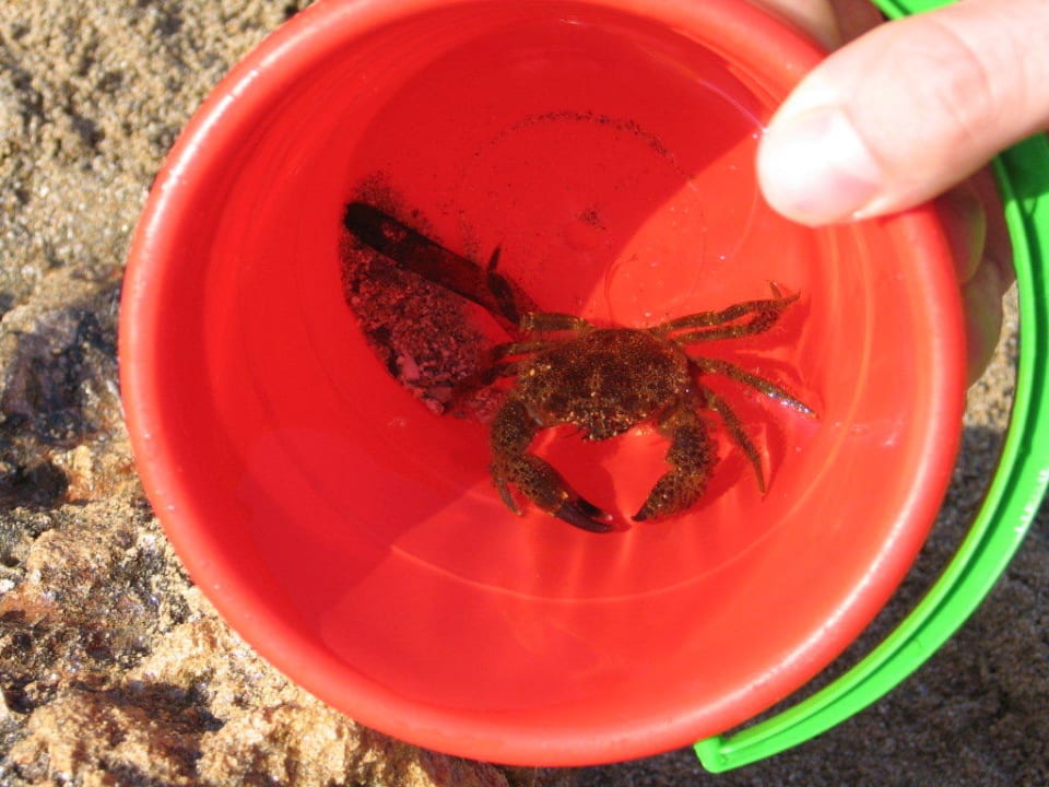 Ein Krebs Calimera Sirens Beach