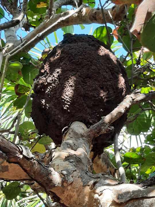 Gartenanlage Akumal Bay Beach & Wellness Resort