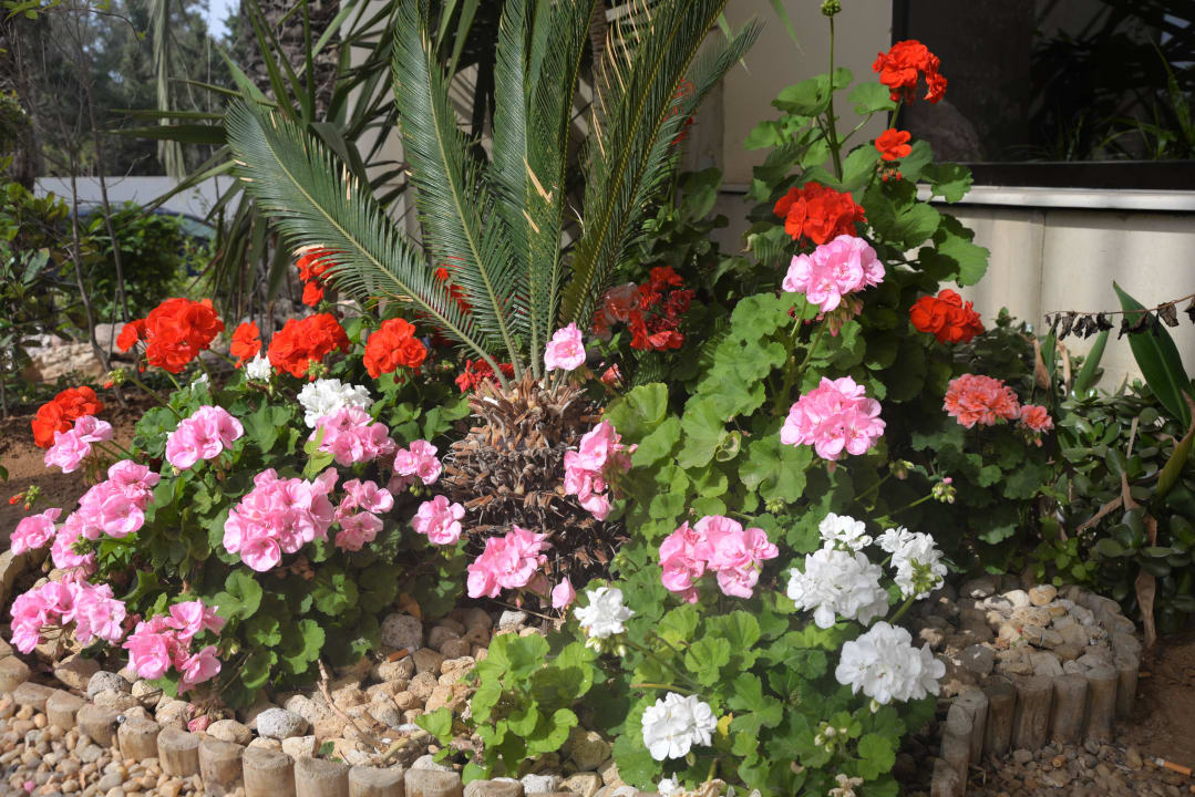 На территории Hotel El Kantaoui Center