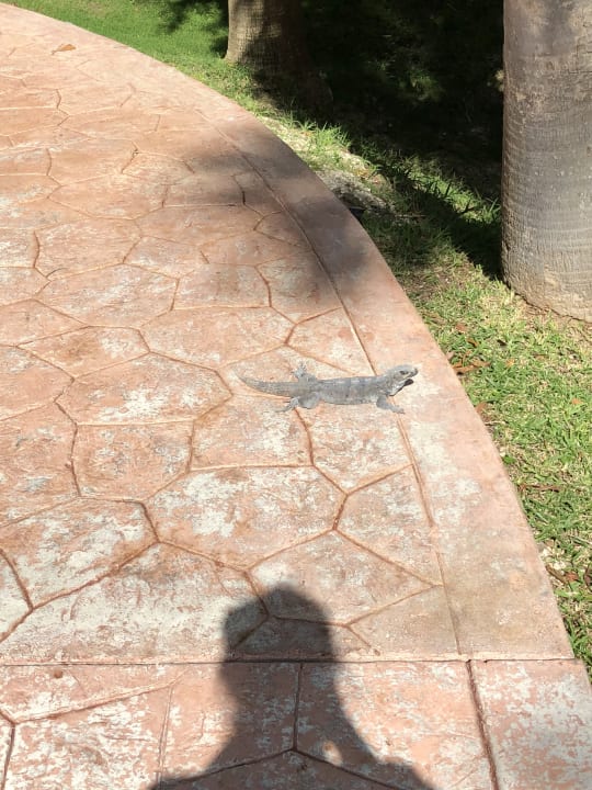Sonstiges JOIA Paraiso by Iberostar
