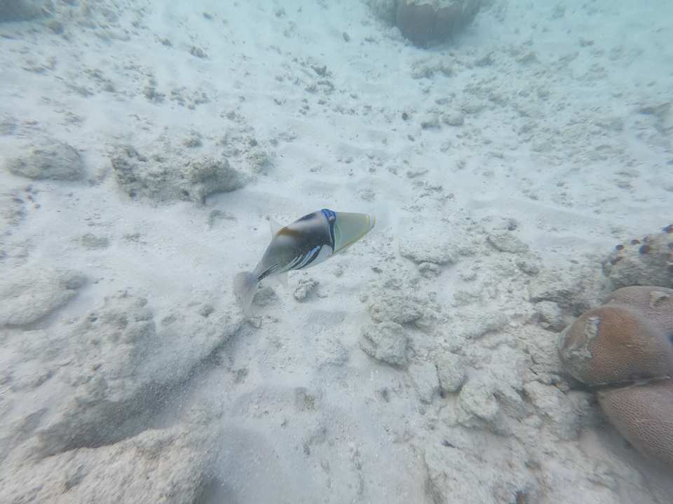 Strand Adaaran Select Meedhupparu Island Resort - Premium All Inclusive