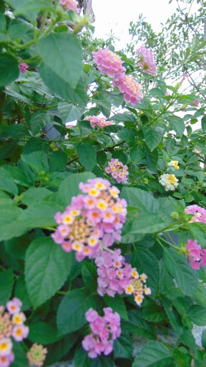 Gartenanlage Bangkok Marriott Marquis Queen's Park