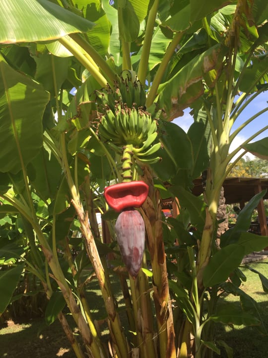 Gartenanlage IC Hotels Green Palace