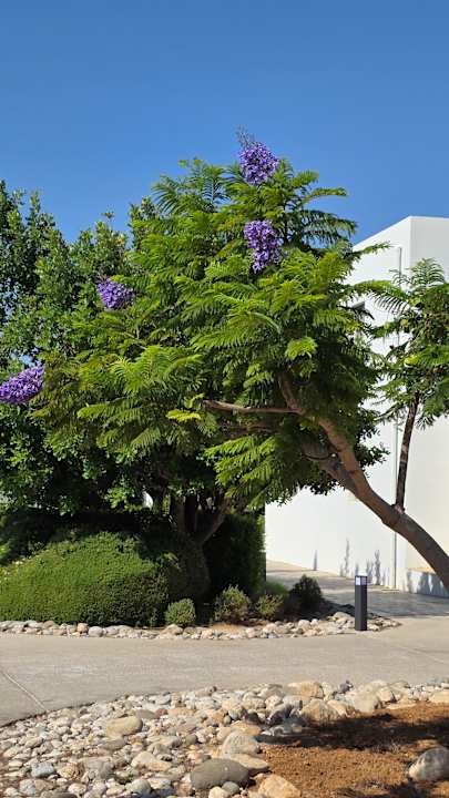 Gartenanlage Atlantica Plimmiri