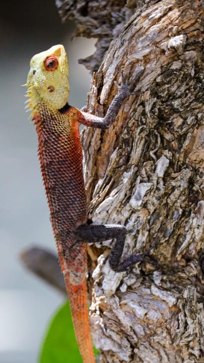 Gartenanlage Adaaran Select Meedhupparu Island Resort - Premium All Inclusive