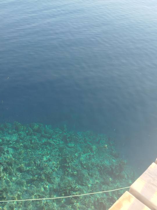 Sonstiges Pickalbatros Sea World Resort - Marsa Alam