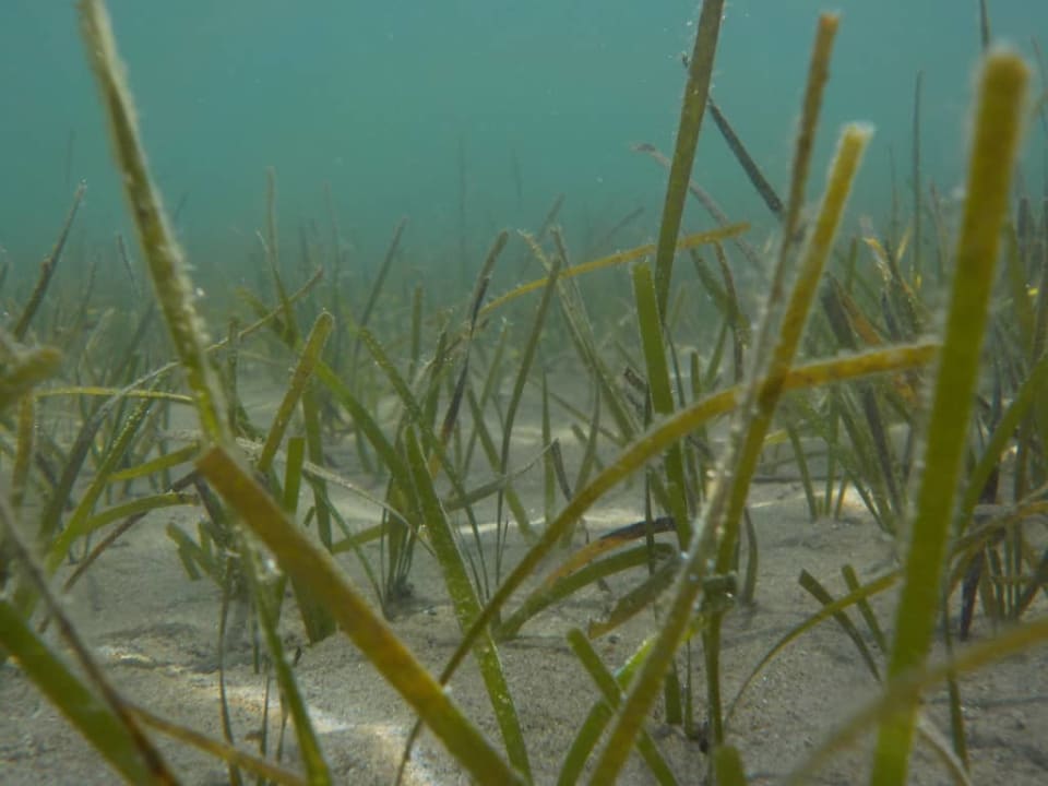 Pod wodą Asteria Venus Didim