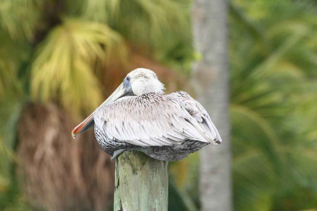 Pelikan Casa Acuario