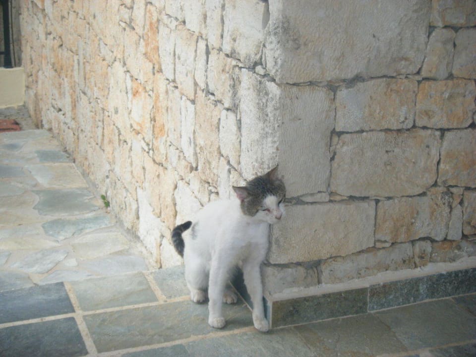 Auch ein "Dauergast" im Hotel. TUI SUNEO Chrissi Amoudia