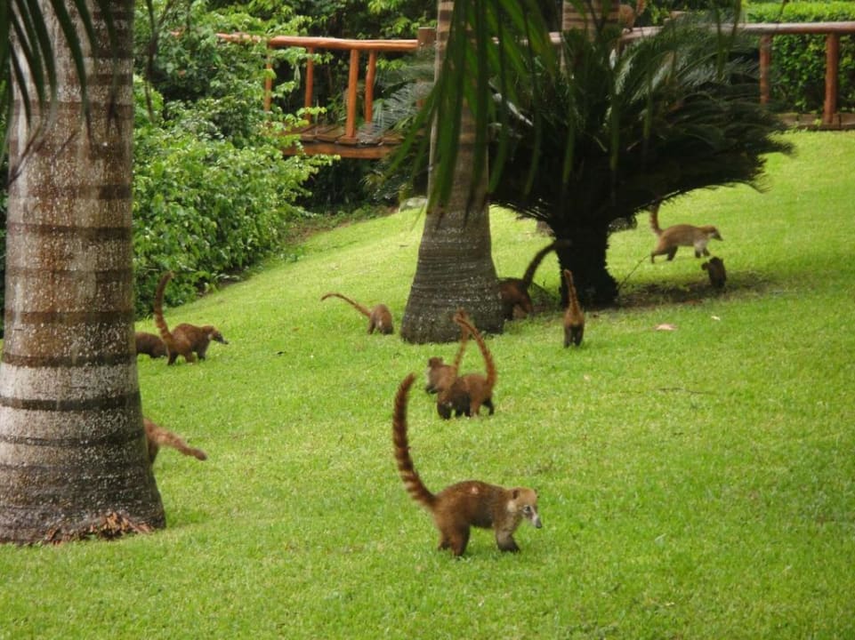 So viele Nasenbären Grand Palladium Kantenah Resort & Spa