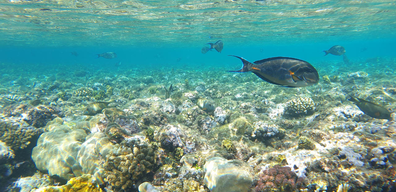 Sport & Freizeit Mövenpick Resort El Quseir