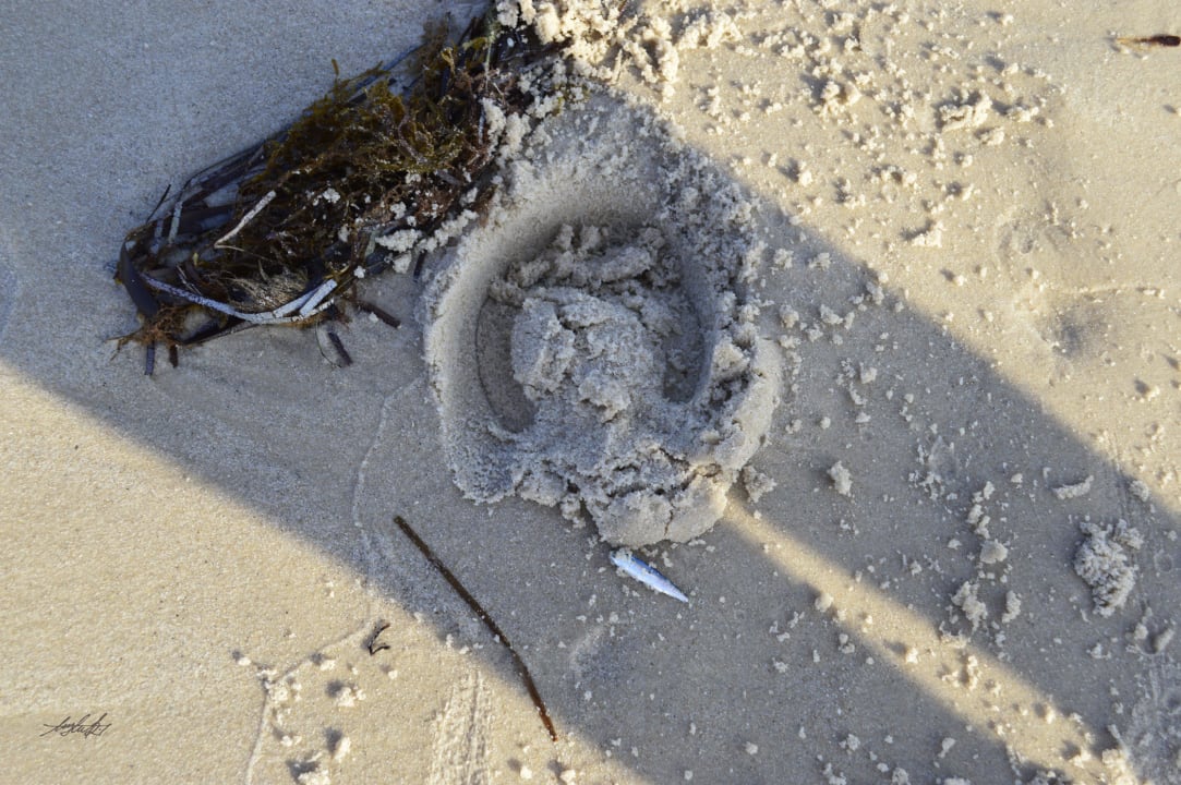Toter Fisch-Algen Hotel El Mouradi Palm Marina