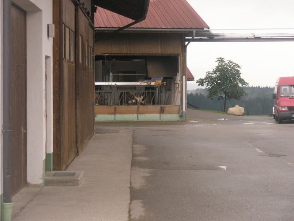 Blick auf den Stall mit den Kühen Berghof Babel