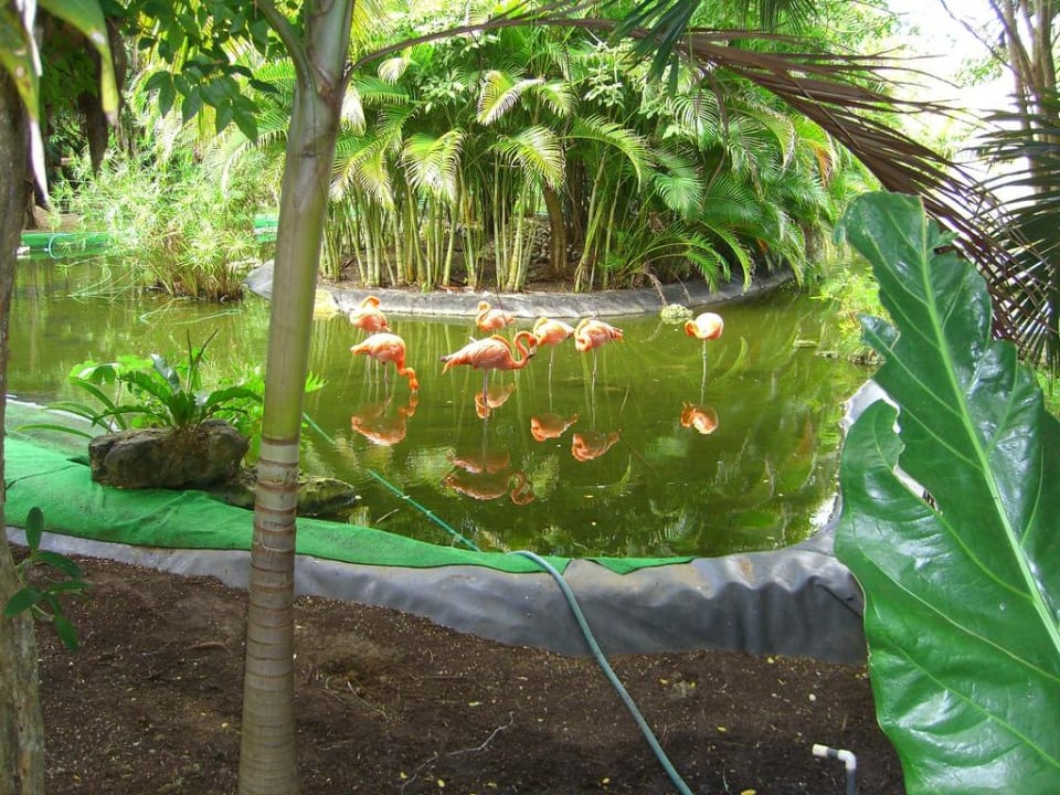 Flamingos Grand Palladium Select White Sand Resort & Spa