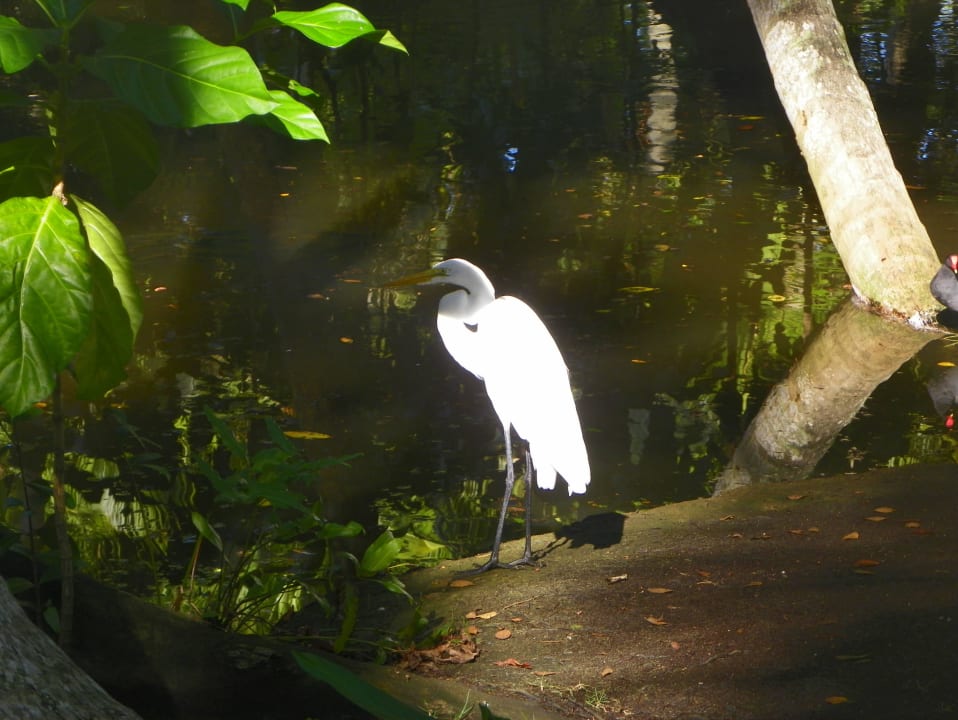 Czapla Wyndham Alltra Samana