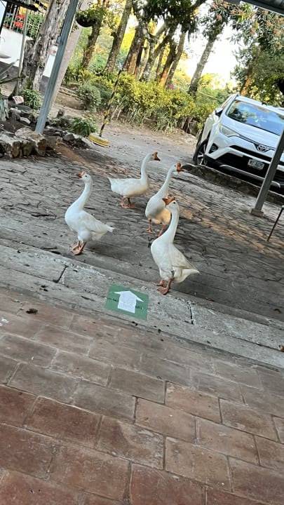 Gartenanlage Hotel Selva Negra