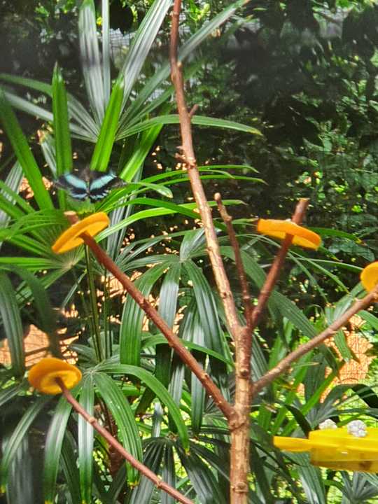 Gartenanlage Tropical Islands Resort