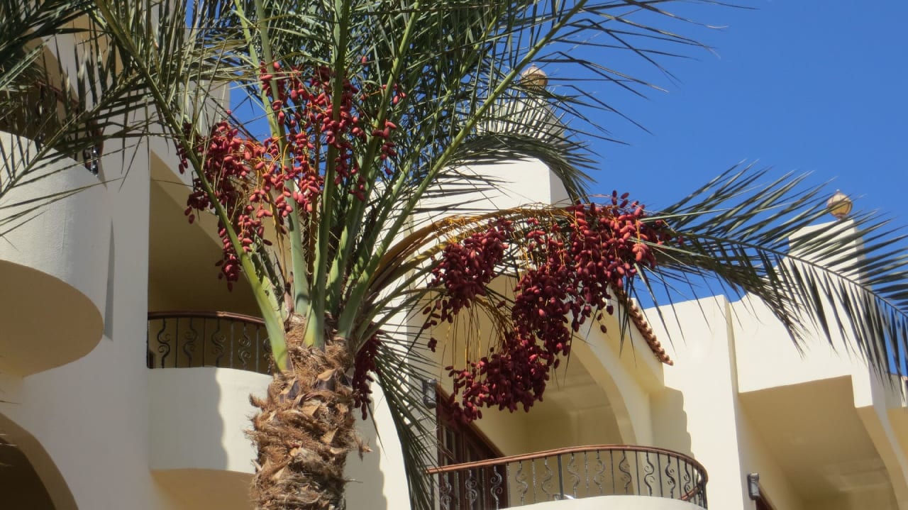 Sonstiges Coral Hills Resorts & SPA