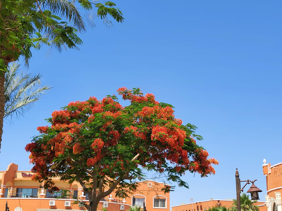 Gartenanlage Sentido Caribbean World Soma Bay