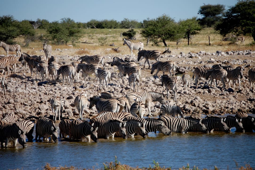 Wasserloch Okaukuejo Okaukuejo Camp