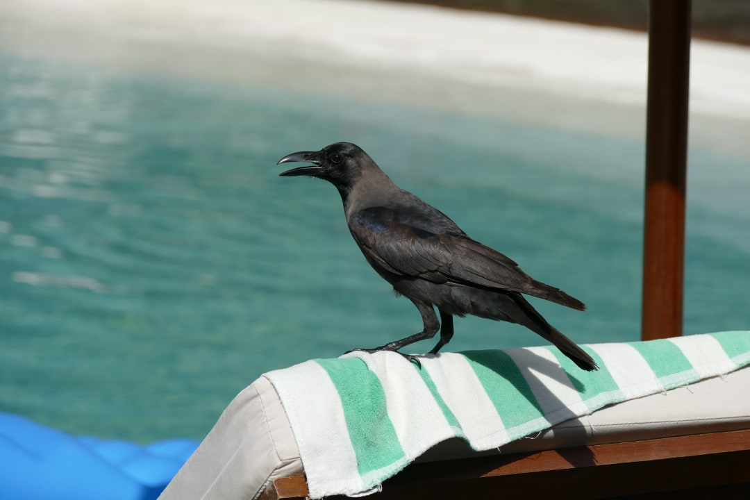 Pool Adaaran Select Meedhupparu Island Resort - Premium All Inclusive