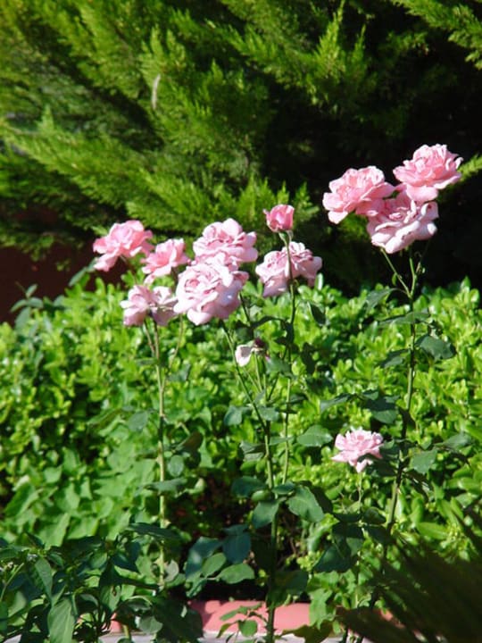 Ogrod Hotel Özgürhan