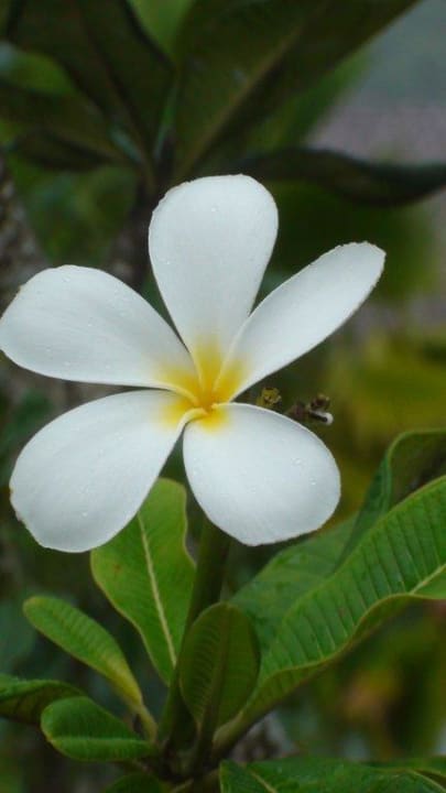 Flora & Fauna Constance Ephelia